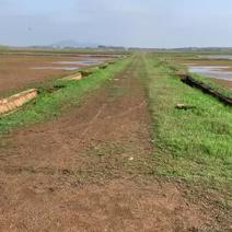 鄱阳湖优质高标准水稻田