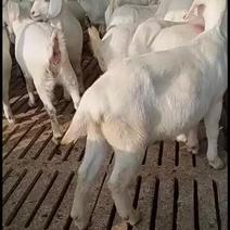 美国白山羊好养殖一胎三四只长势快体格好发货全国一只也批发