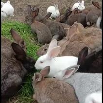 绿色健康食品散养野兔