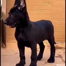 精品纯种黑狼犬，成年犬，幼犬，是看家护院的好帮手