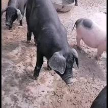 巴马香猪，大量现货饲养简单成长速度快，跟公司可签定
