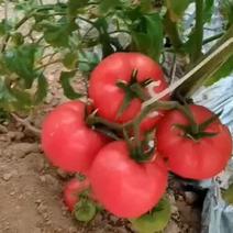 普罗旺斯水果西红柿上市