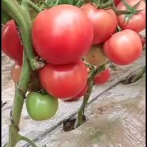 灵武市硬粉西红柿种植基地