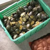 外塘草龟5年以上老草龟适合养殖放养煲汤批发零售