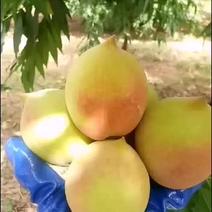 鹰嘴桃，自产自销，有机生物种植。