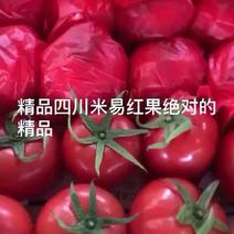 云南，温州，四川大红西红柿，散果，串果