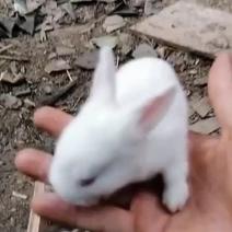 标准本地小白兔🐰、小灰兔、小黑兔🐰.大小皆有，欢迎您