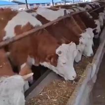 正规养殖场出售品种牛