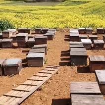罗平县新鲜香醇蜂蜜，自家养殖小黄蜂酿造的蜜