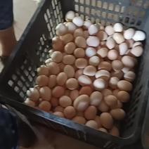 原生态土鸡蛋，可长期供应