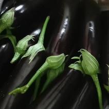 紫皮长茄大量供应，质量好，价格便宜，量大从优，欢迎采购
