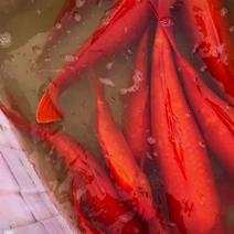 观赏红鲤鱼可食用红鲤鱼荷包红鲤鱼可批发兴国本地鱼