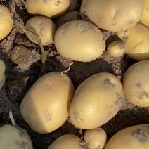 福建地区新鲜土豆现挖现发黄心黄皮超好的土豆