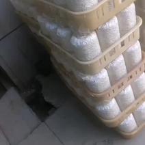 黑皮鸡枞菌包研发生产种植产品回收加工