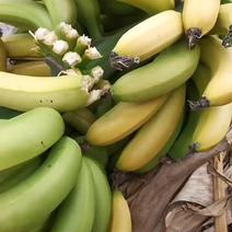海南热带大香蕉当季新鲜水果芭蕉香蕉香甜又好吃10整箱