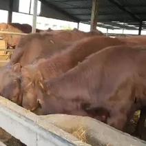利木赞牛法国吨2000多斤十头送一头赠送铡草机包技术