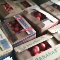 硬粉西红柿大量上货