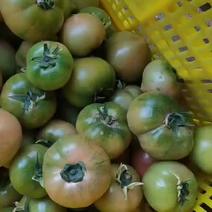 草莓西红柿大量上市，自然成熟，不上催熟剂的，童年的回忆