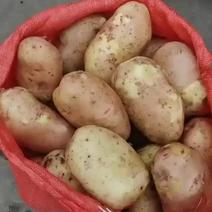 土豆，新鲜土豆，红皮黄心洋芋
