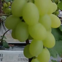 千亩温室维多利亚葡萄，大量上市，欢迎实地考察。