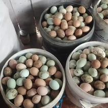 贵州瓮安土鸡蛋