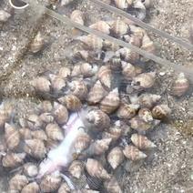 花螺泥螺常年供应高品质泥螺花螺