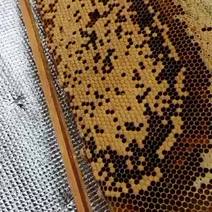 正宗深山野生蜂蜜农家自产自销百花蜂蜜正品中蜂蜂蜜