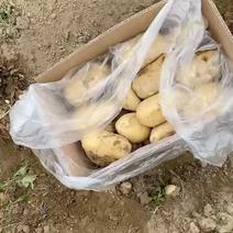 黄心黄皮土豆现挖现发质量保证质量保证质量保证