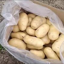 贵州精品，荷兰15土豆大量上市，合作社种植有2000亩