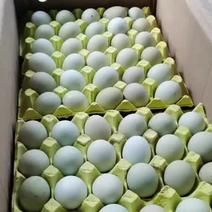 散放养富硒绿壳鸡蛋