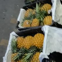 大个优质菠萝