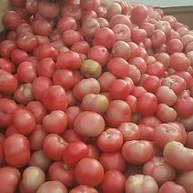 硬粉西红柿上市了