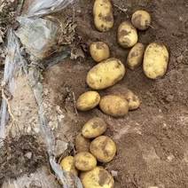 长乐土豆现挖现发质量保证黄心黄皮自己种的