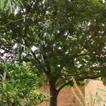 朴树，33公分，1.2米高开枝，总高度9米