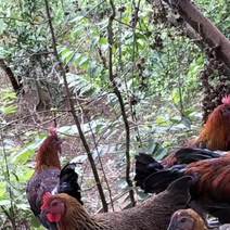 林下养殖土鸡。养殖5个月，喂自配豆粕料，中药无抗养殖。