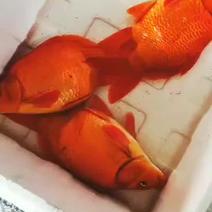 荷包红红鲤鱼鱼苗，纯种繁殖原生品种，2.3公分