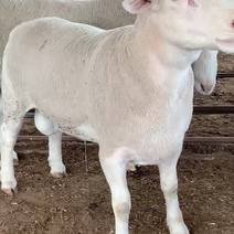 澳洲白繁殖母羊，澳洲白多胎羊，澳洲白羊，全国，视频