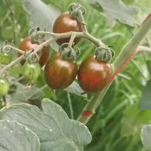 圣女果小西红柿小番茄