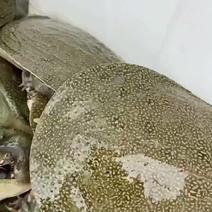 外塘甲鱼生态甲鱼中华鳖全国发货全国外塘甲鱼