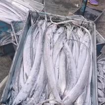 东山岛新鲜带鱼大量上市销售