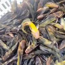 大量吊水消毒优质黄颡鱼苗出售