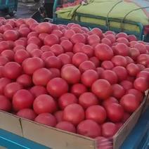 邯郸精品西红柿，番茄大量上市，个头在弧三以上