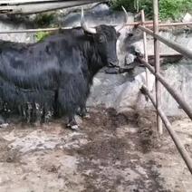 四川阿坝新鲜牦牛肉全国