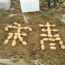 凌海精品荷兰十五土豆大量上市，专业工人挑选[诚信经营]。
