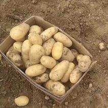 土豆开挖