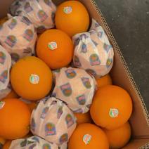 埃及橙进口橙一级果30斤细皮够硬
