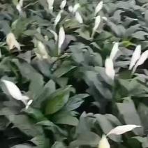 白掌室内植物净化空气观花植物