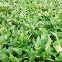 山东省泗水县各品种红薯苗出售
