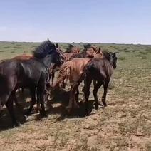 内蒙古大草原散养马