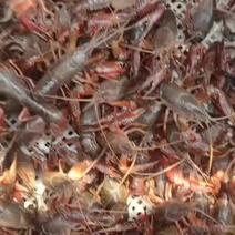 微山湖清水小龙虾肉质鲜美饱满，，纯湖虾，，，，，